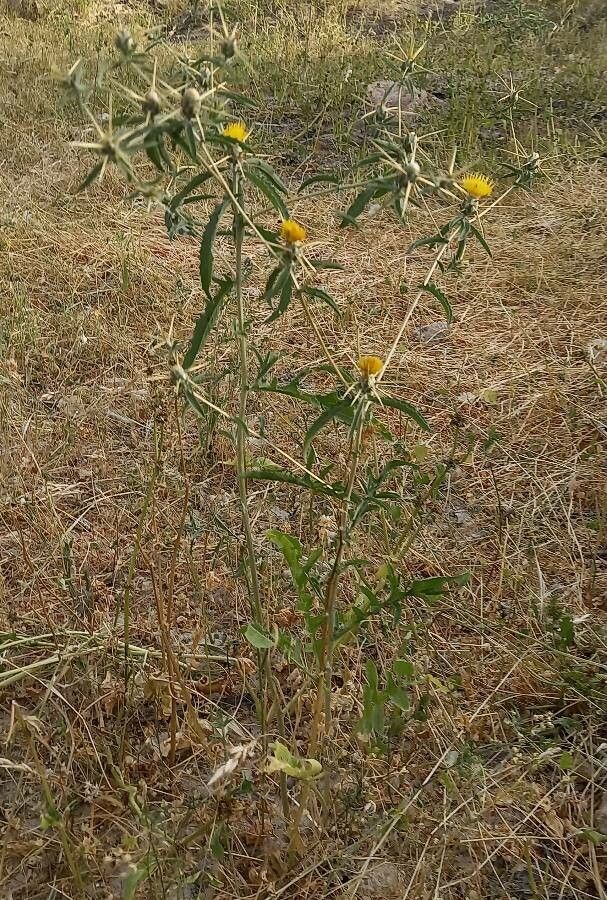 Centaurea hyalolepis habit