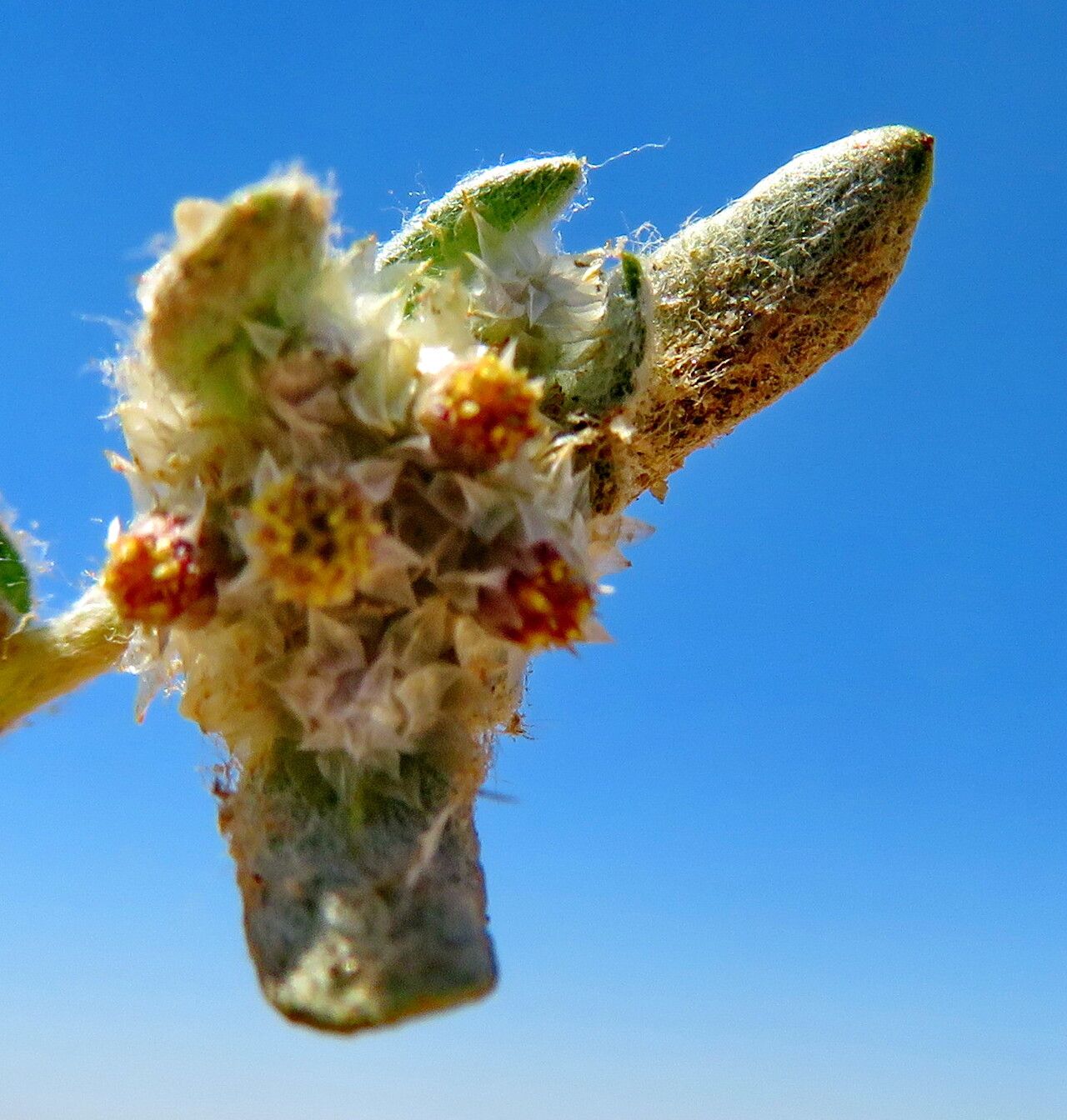 Helichrysum candolleanum — search result for 'Helichrysum'