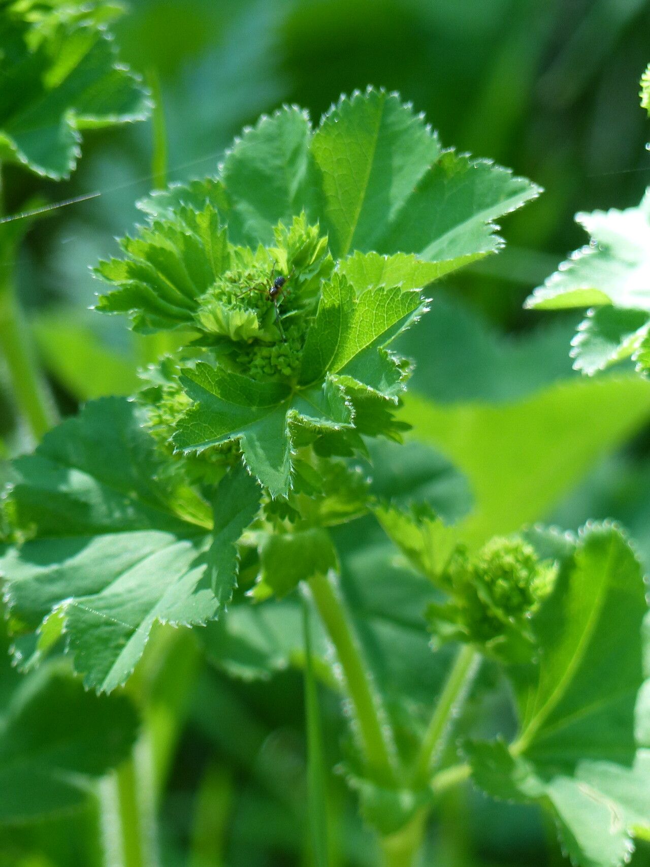 Alchemilla subcrenata leaf