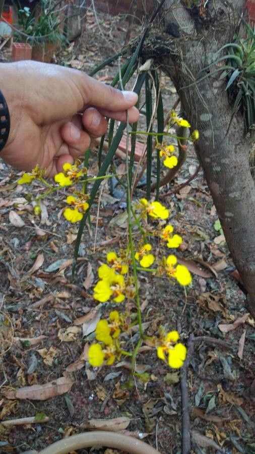 Trichocentrum cebolleta flower