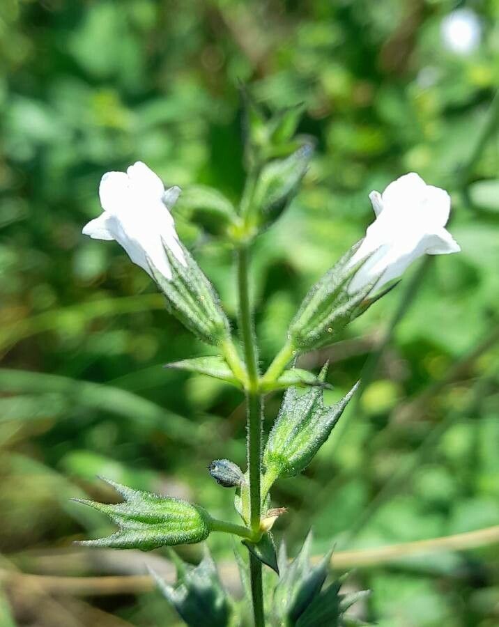 Lepechinia floribunda flower