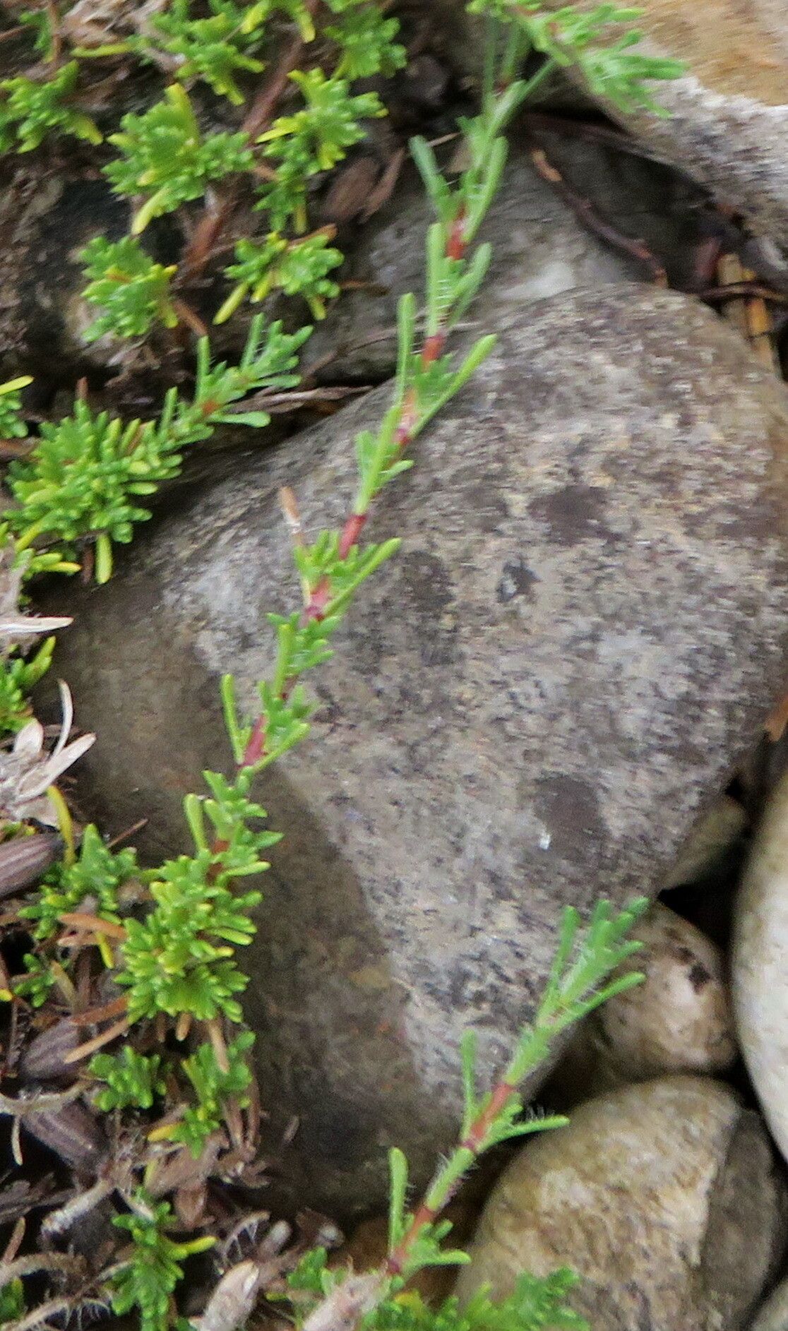 Thymus daghestanicus — houseplant care guide