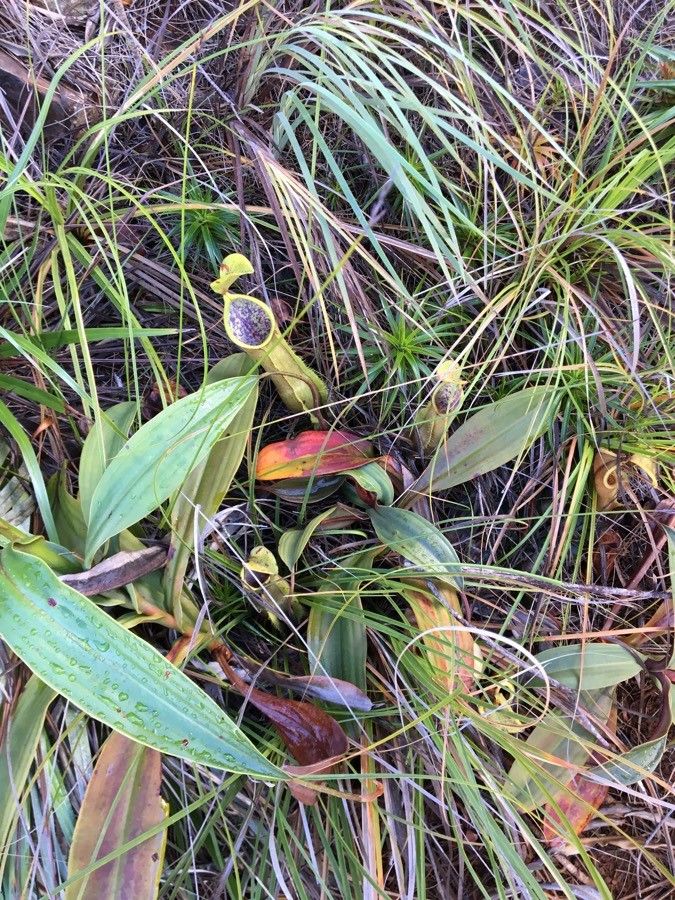 Nepenthes vieillardii — search result for 'Nepenthes'
