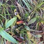 Nepenthes vieillardii