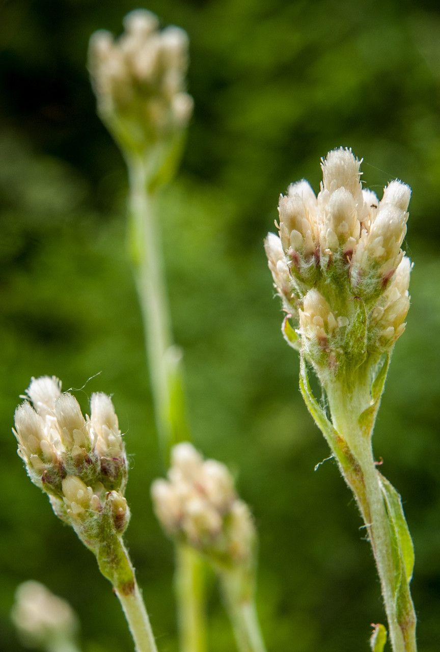 Antennaria neglecta flower