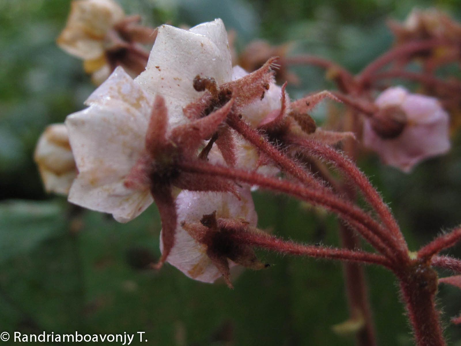 Dombeya befotakensis — houseplant care guide