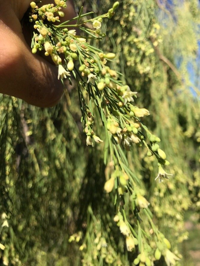Plocama pendula flower