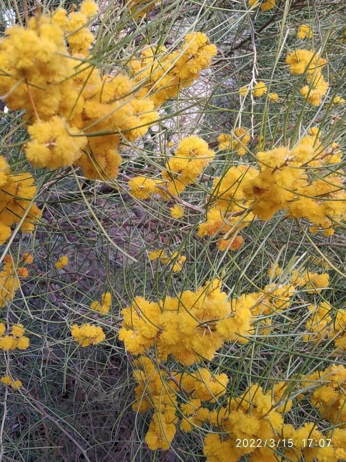Acacia enterocarpa flower