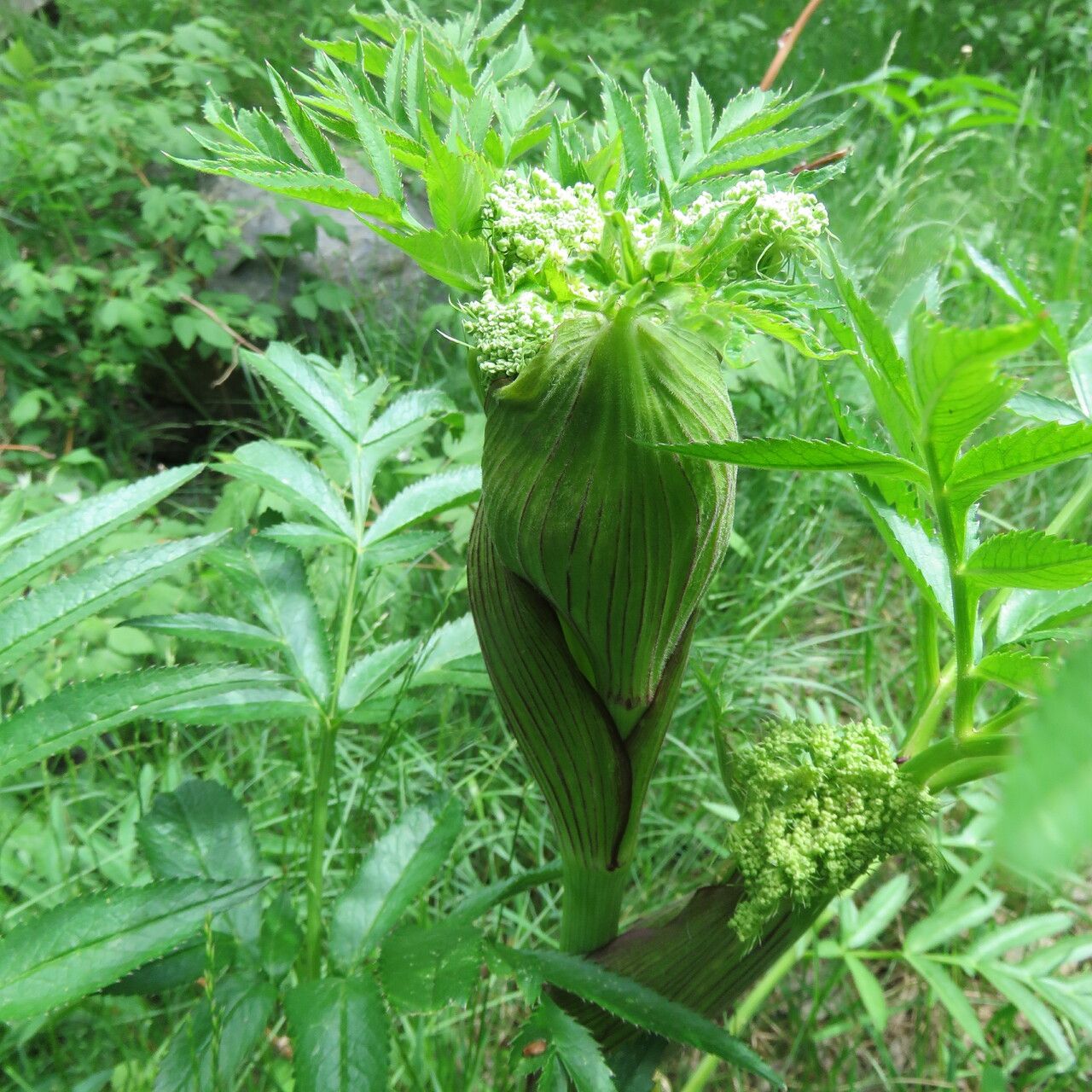 Angelica razulii flower