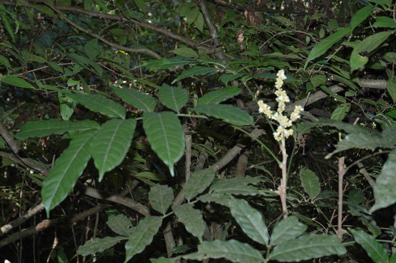 Lepisanthes tetraphylla habit