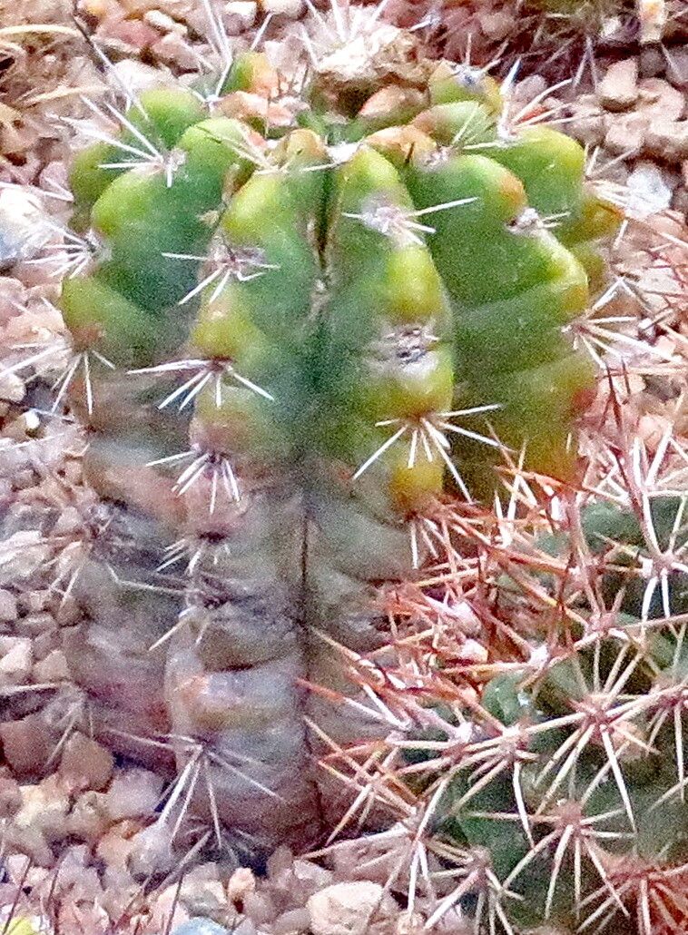 Lobivia bridgesii — related species from the same genus