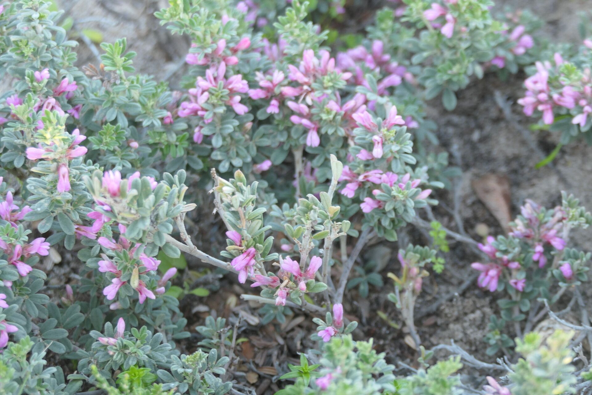Indigofera brachystachya bark