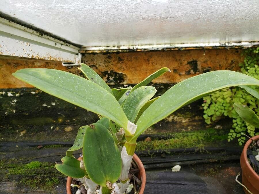 Cattleya warscewiczii — search result for 'Cattleya'