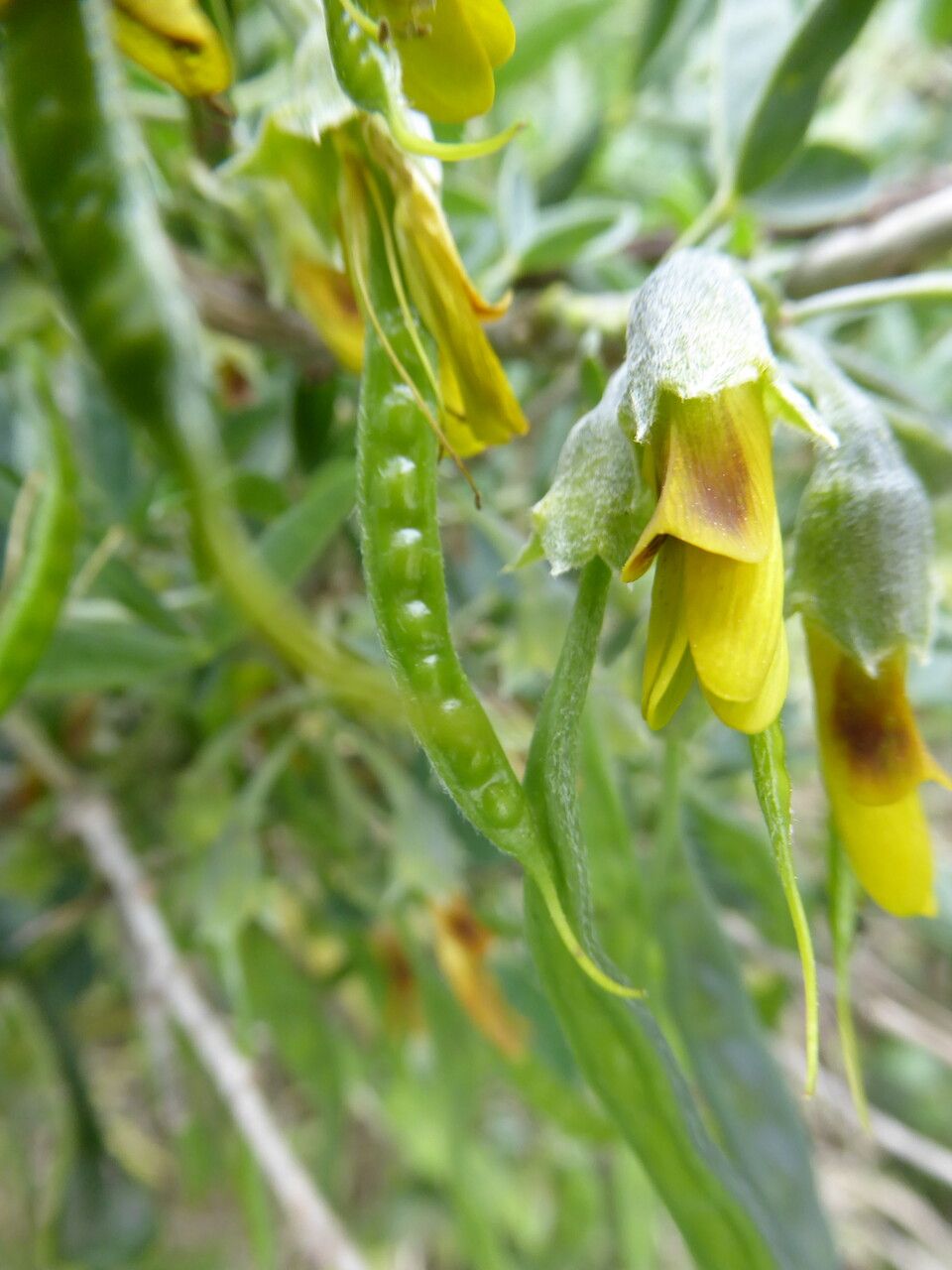 Anagyris foetida fruit