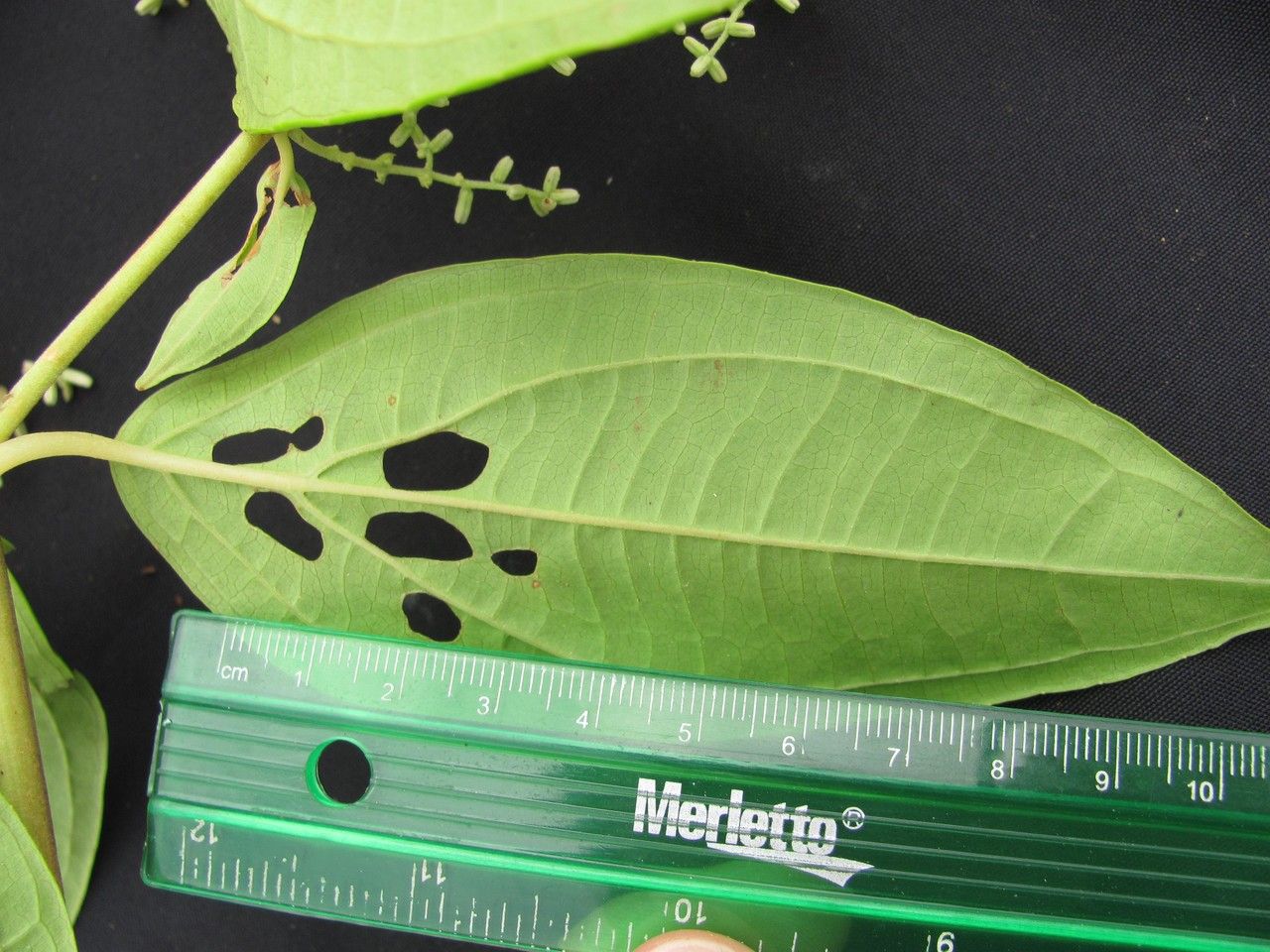 Mikania sylvatica — houseplant care guide