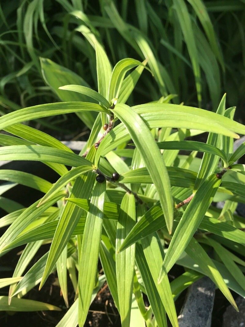 Fritillaria camschatcensis leaf