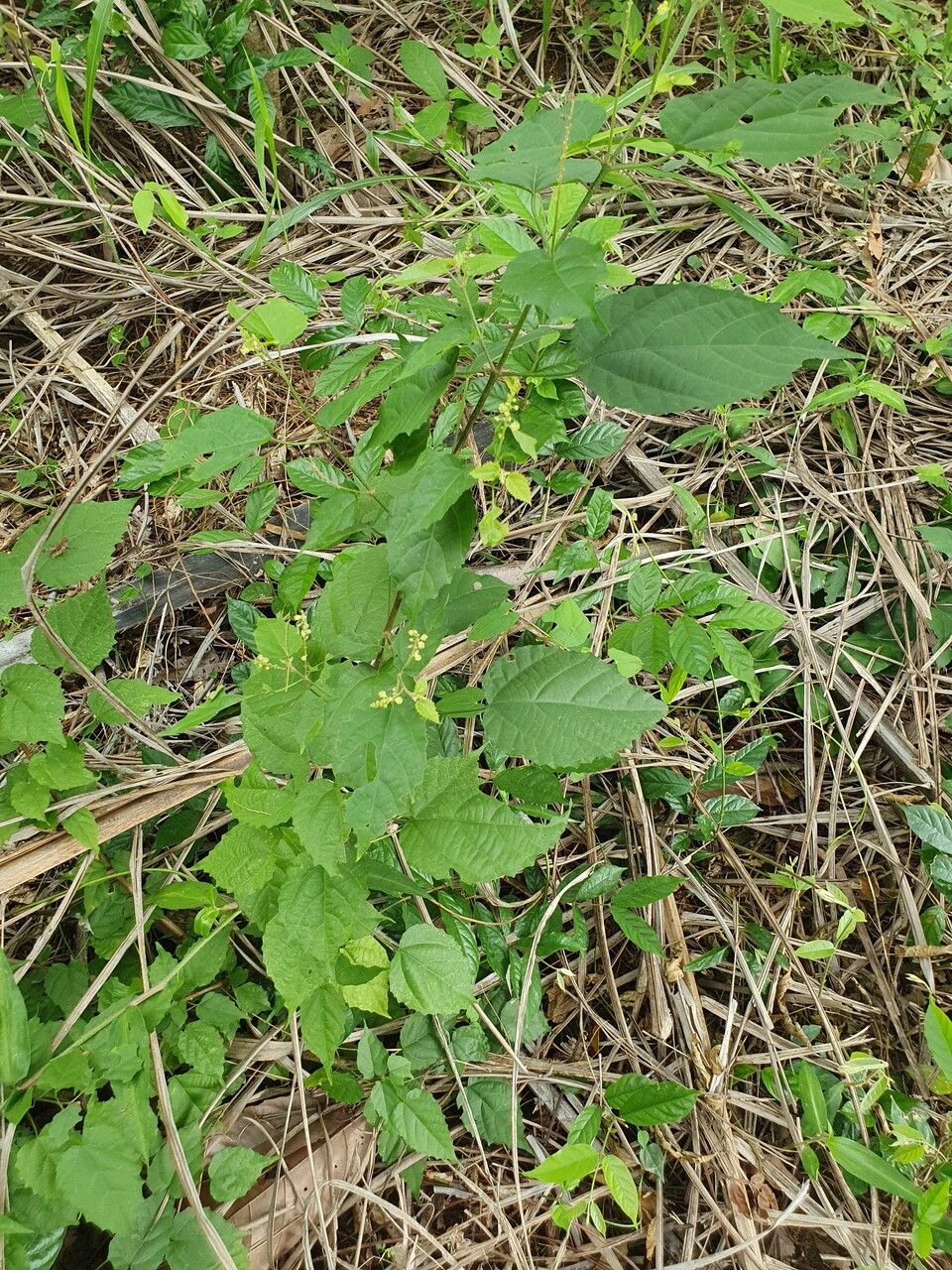 Mallotus oppositifolius other