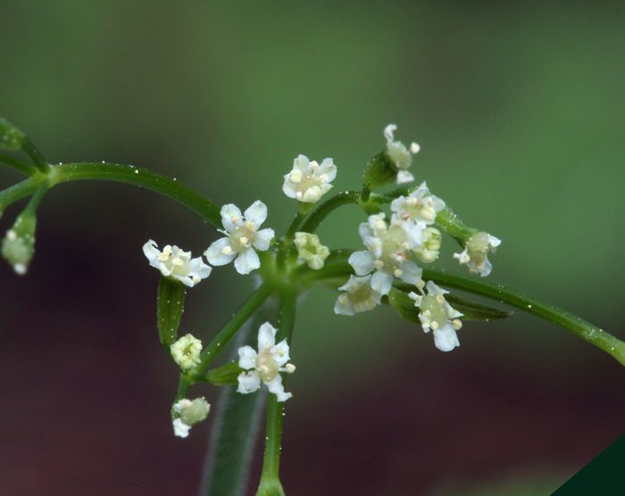Osmorhiza chilensis — related species from the same genus