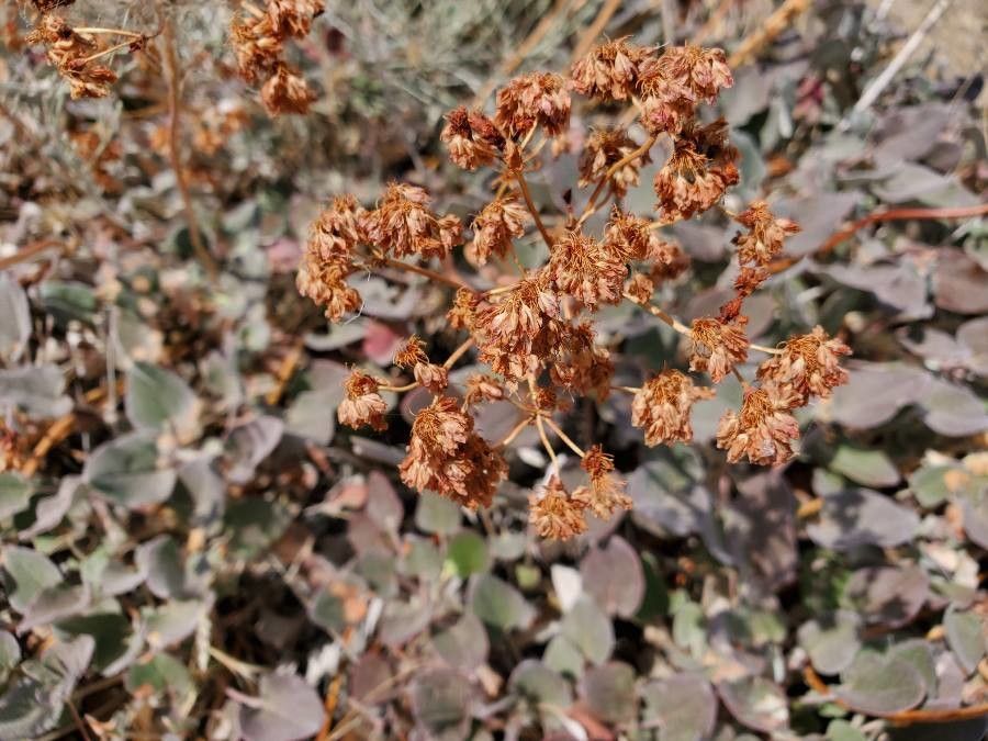 Eriogonum crocatum flower