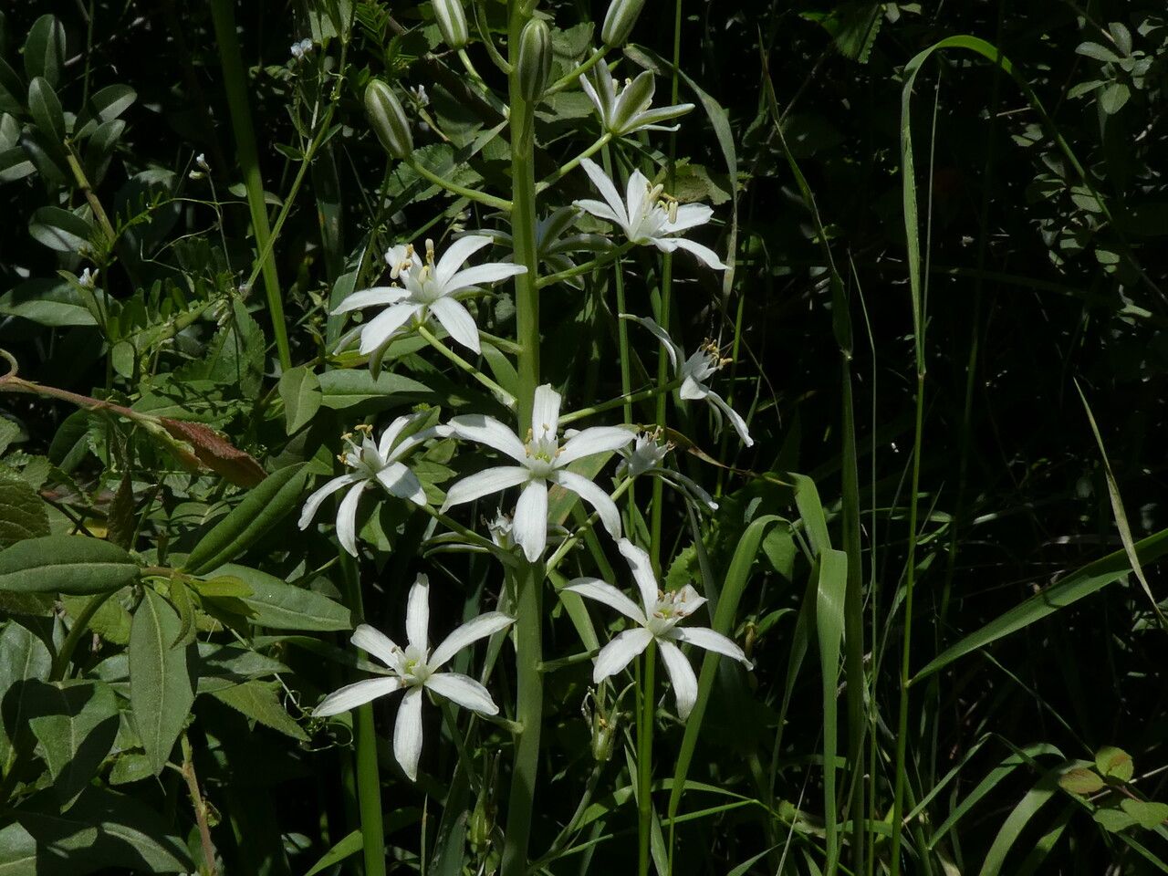 Ornithogalum narbonense flower