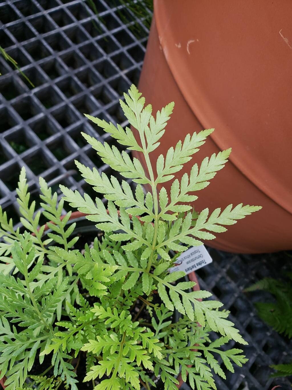 Todea barbara — houseplant care guide