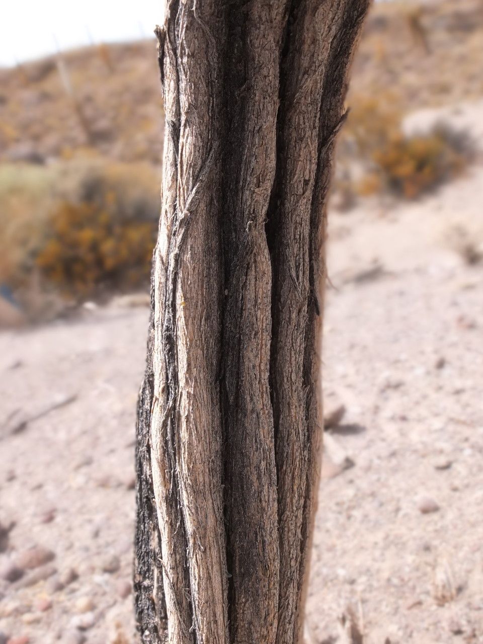 Aloysia deserticola bark