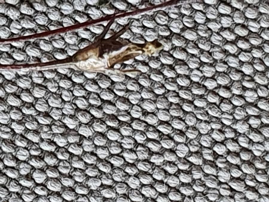 Wahlenbergia capillacea fruit