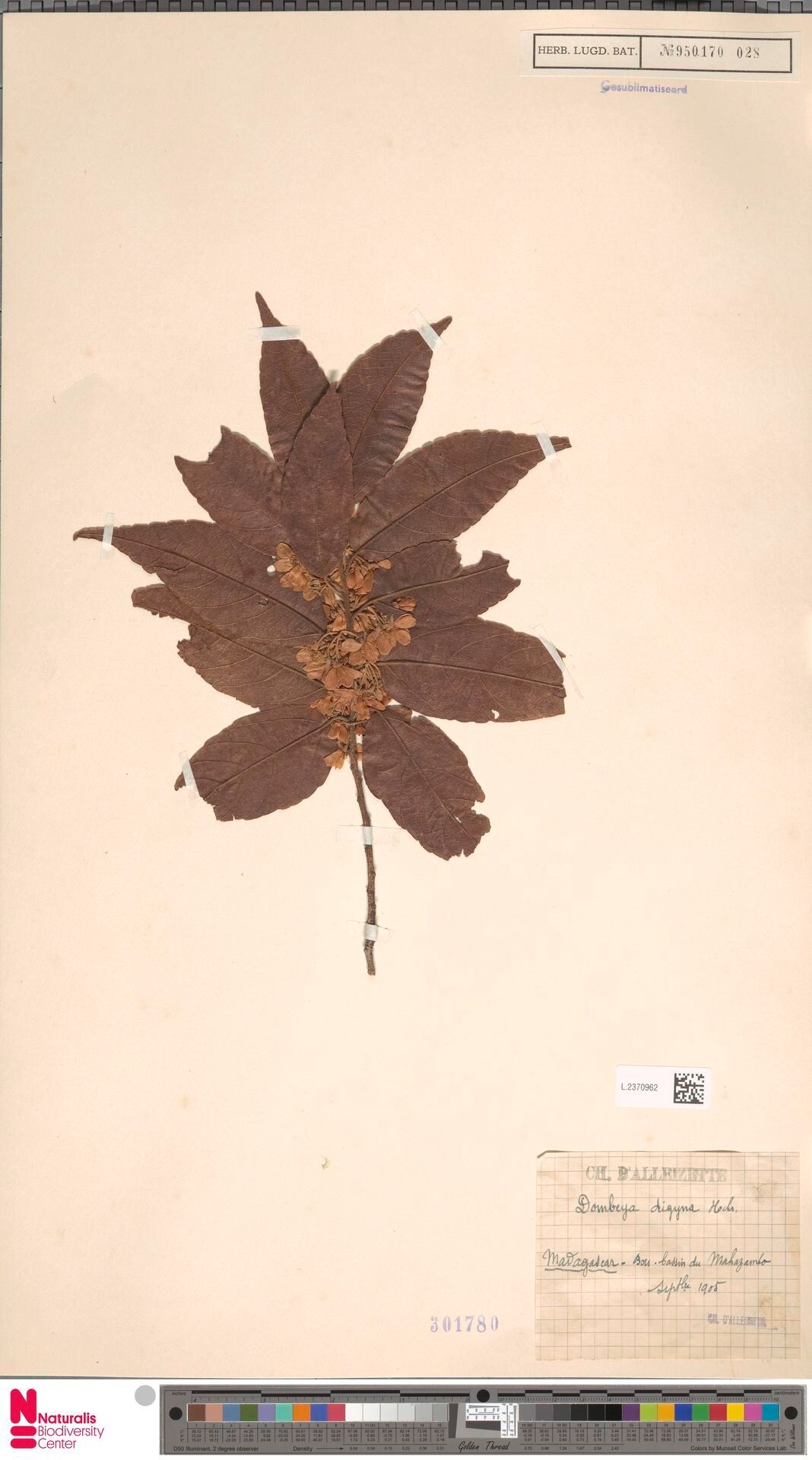 Dombeya digyna — houseplant care guide