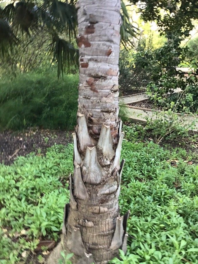 Livistona decora bark