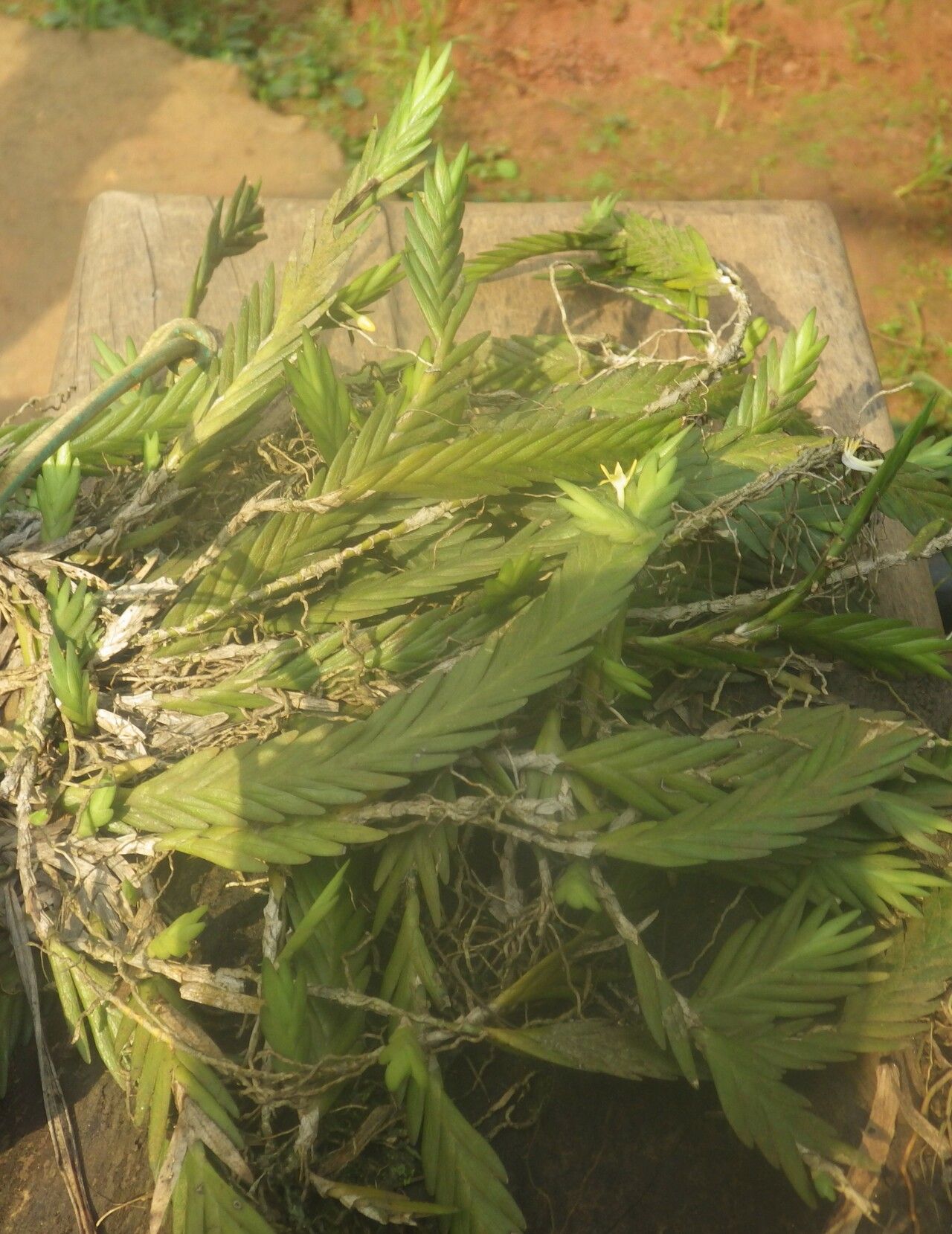 Angraecum podochiloides leaf