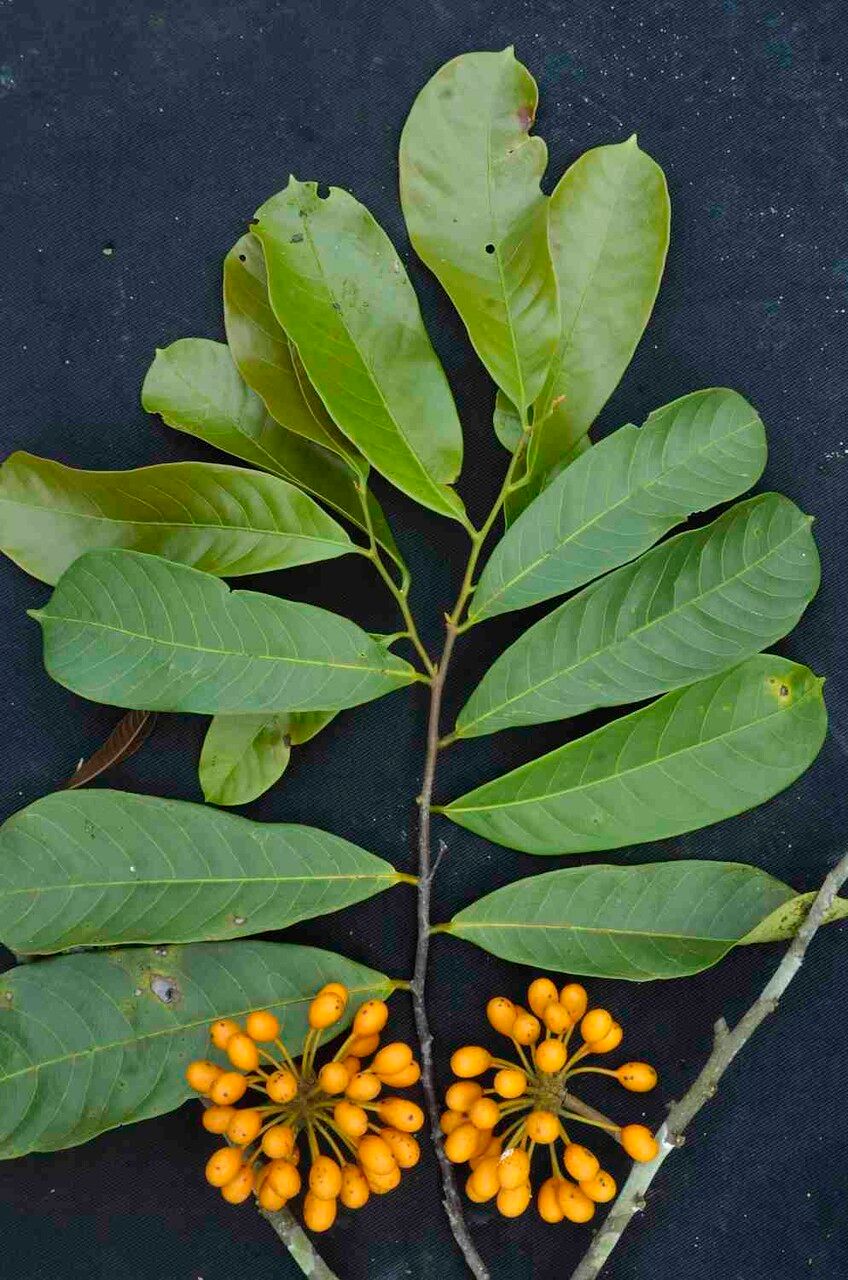 Unonopsis stipitata fruit