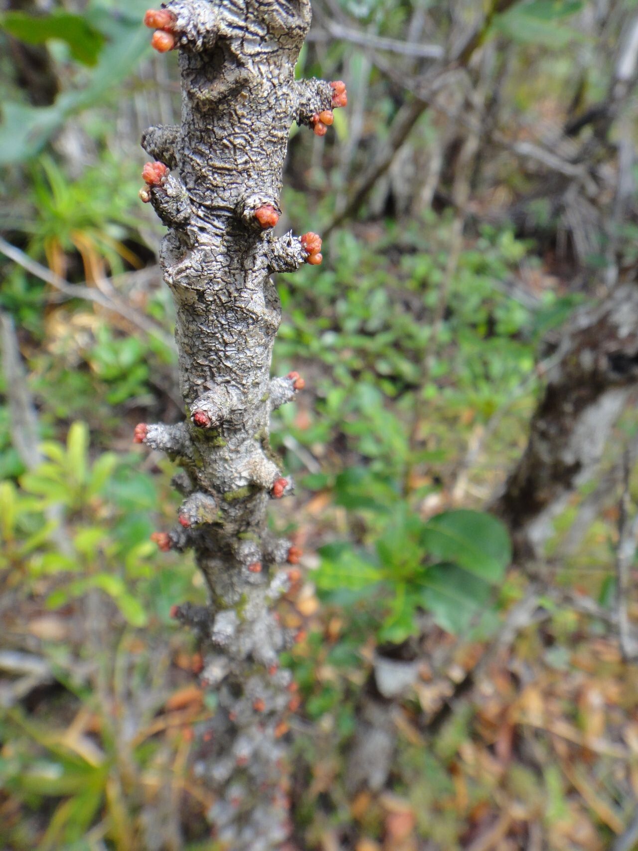 Myrsine grandifolia bark