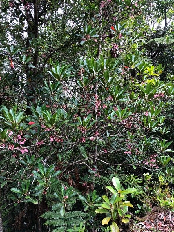 Elaeocarpus ovigerus habit