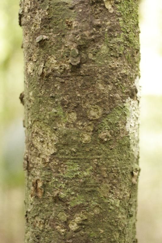 Rhodostemonodaphne rufovirgata bark