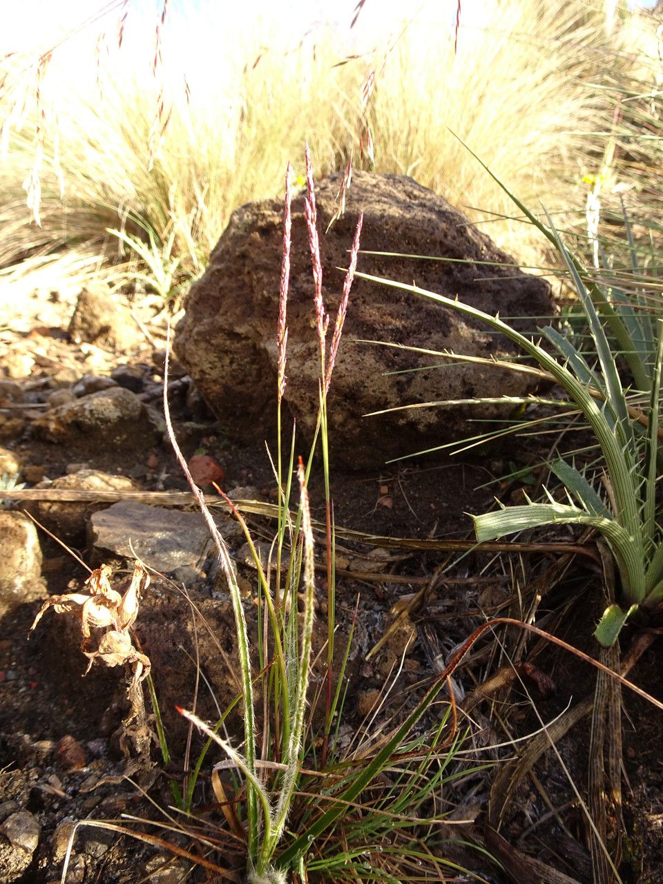 Agrostis tolucensis habit