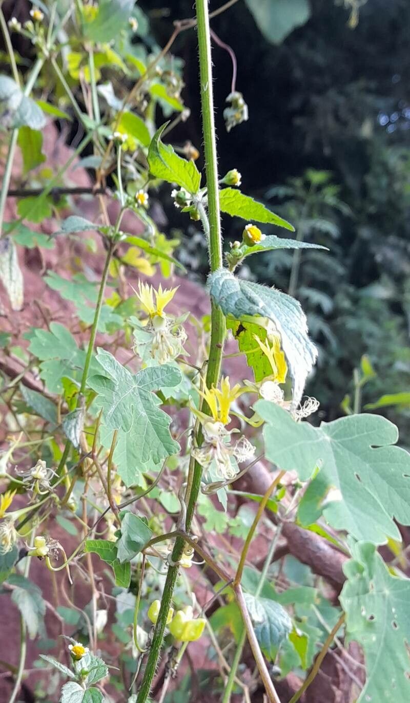 Tropaeolum capillare habit