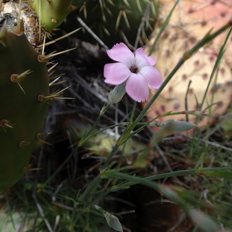 Dianthus longicaulis habit