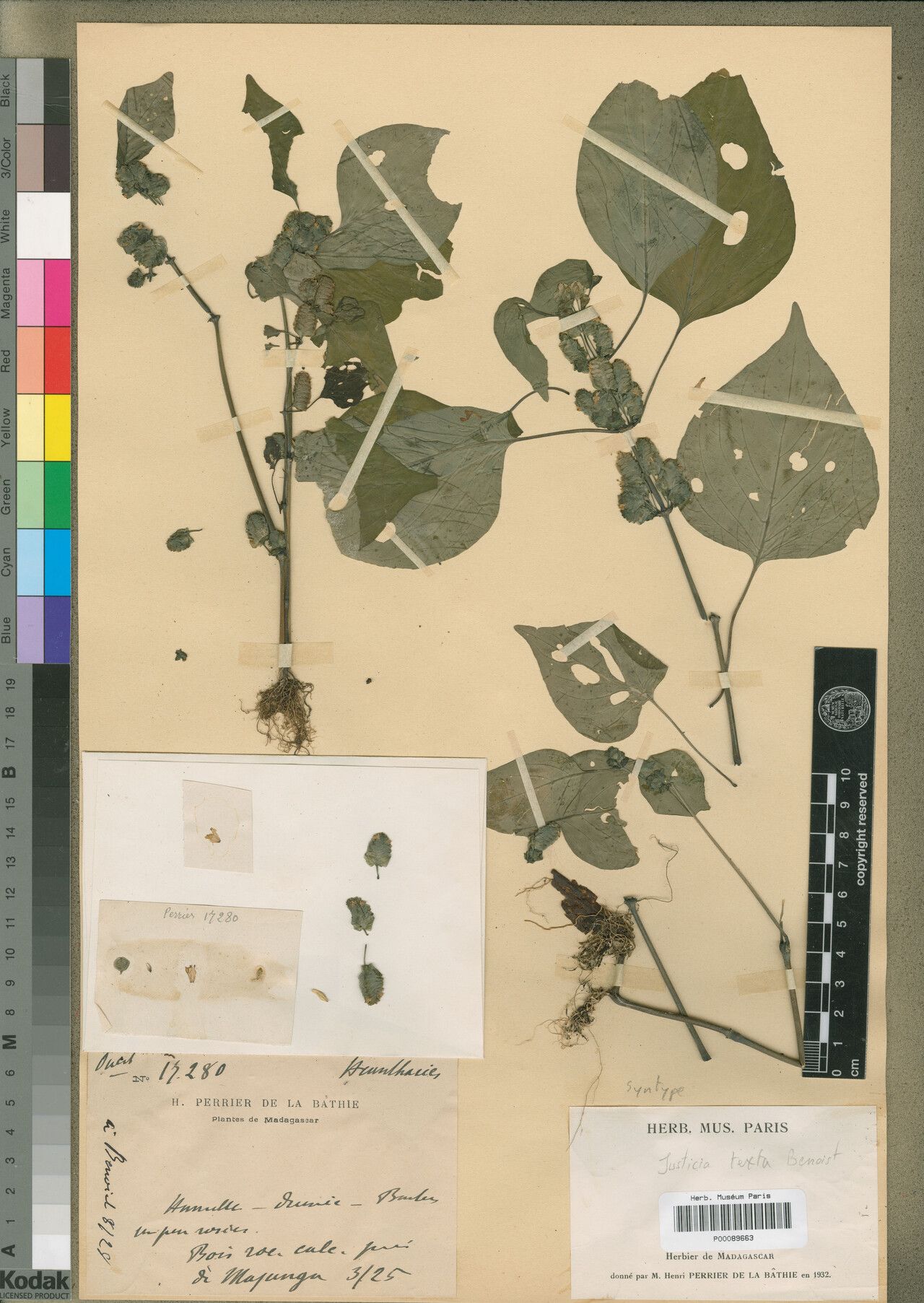 Justicia perrieri — houseplant care guide