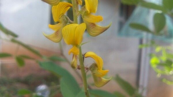 Crotalaria trifoliastrum flower