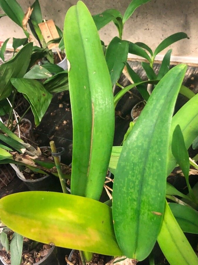 Cattleya trianae — search result for 'Colombia'