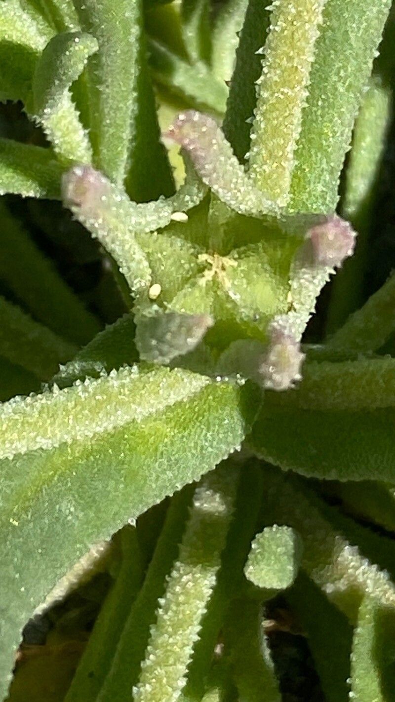 Aizoanthemopsis hispanica fruit