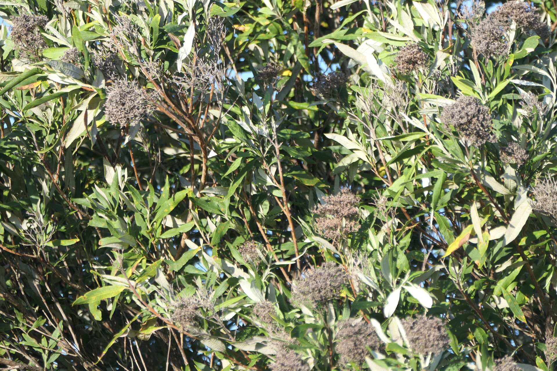 Buddleja saligna leaf