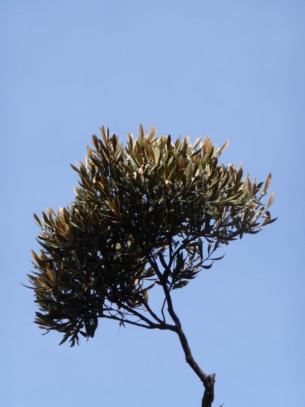 Planchonella rheophytopsis fruit