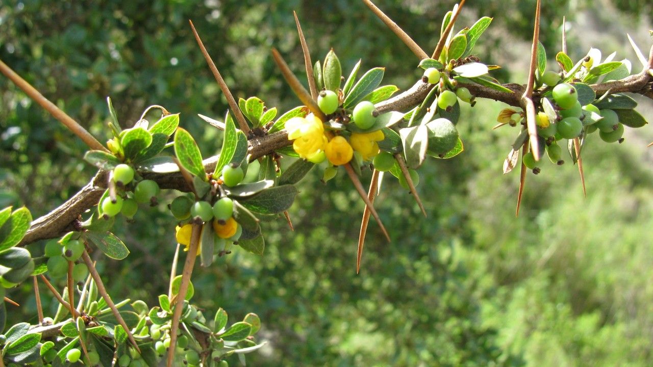 Berberis commutata — search result for 'Berberis'