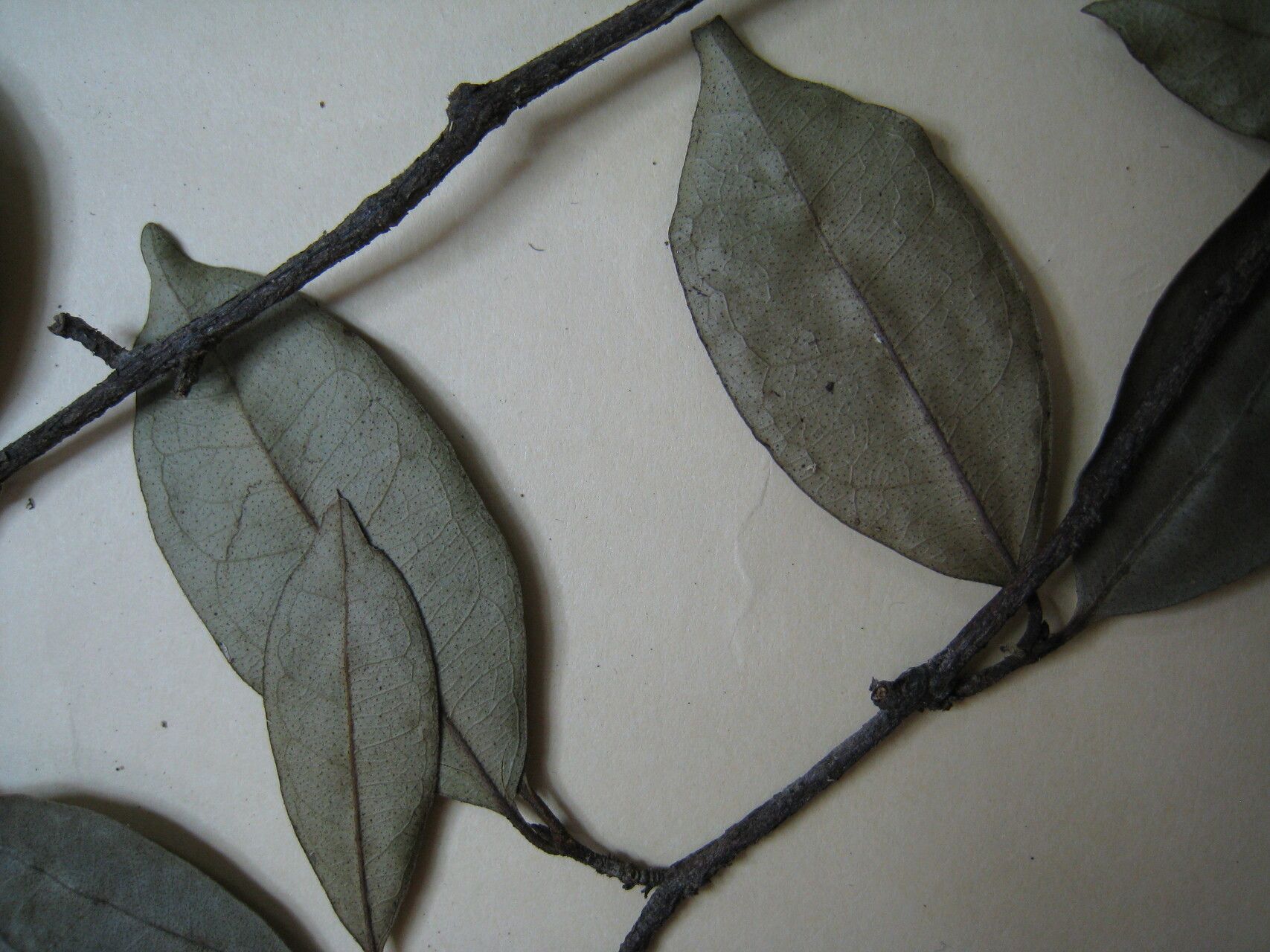 Eugenia patrisii other