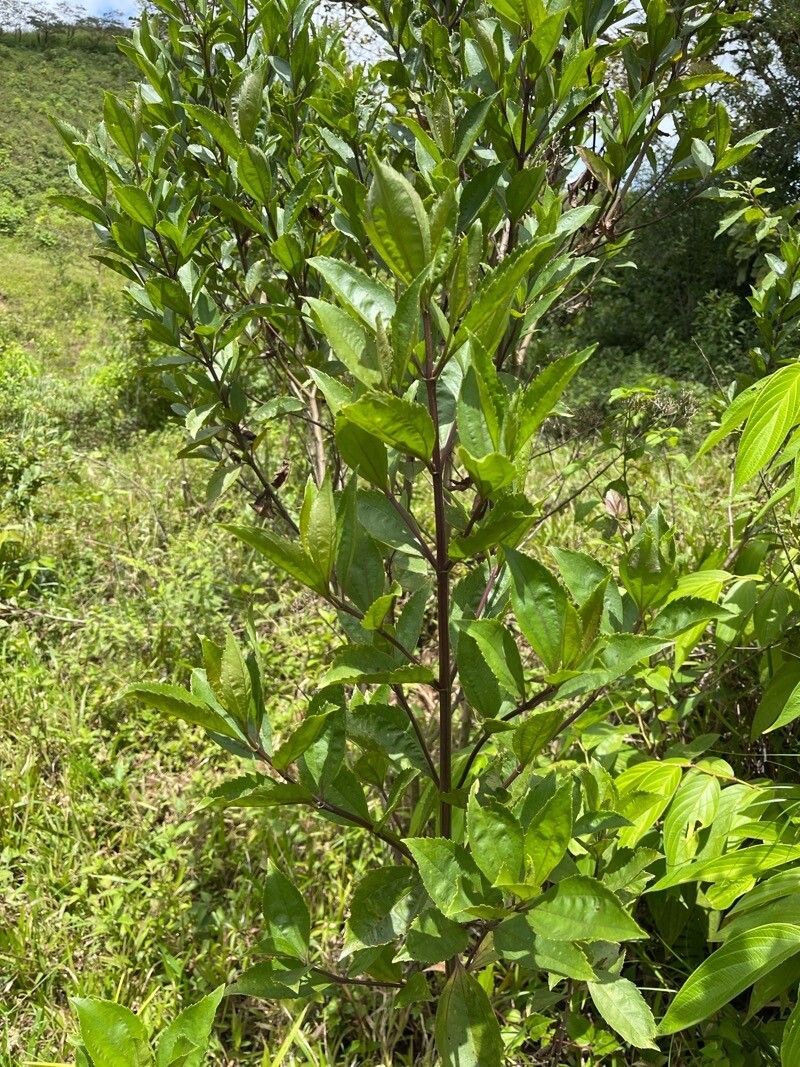 Baccharis pedunculata leaf