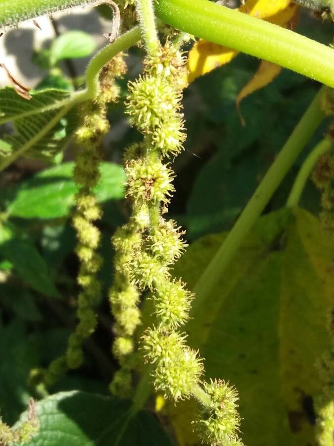 Boehmeria macrophylla flower