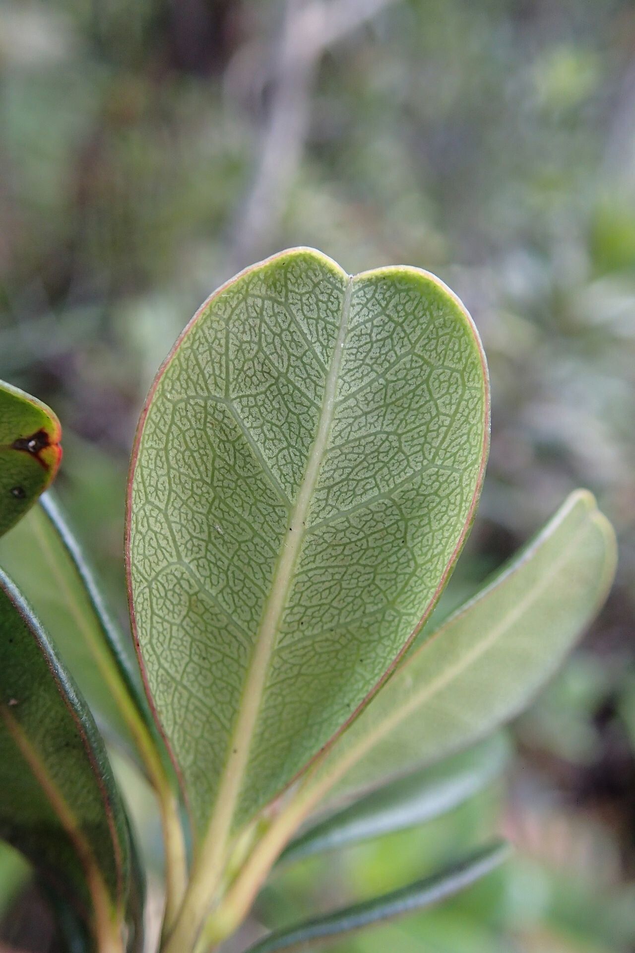 Elaeocarpus pulchellus — houseplant care guide