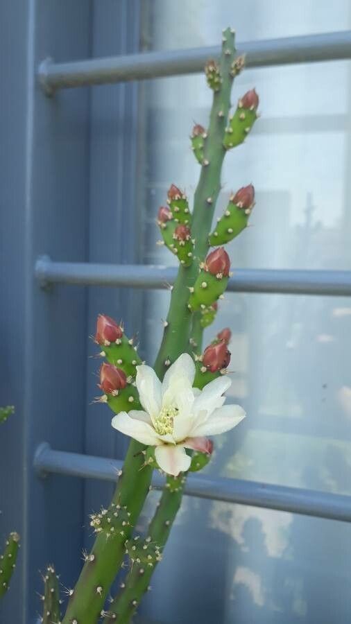 Opuntia salmiana bark