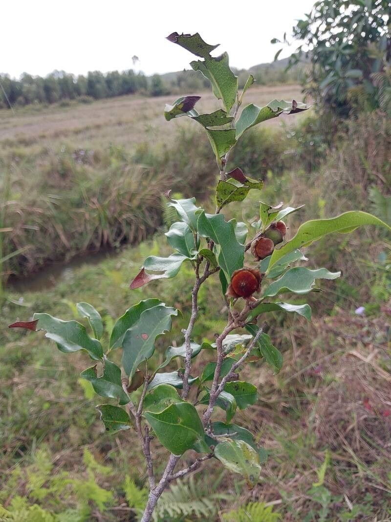 Diospyros cinnamomoides other